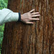Sequoiadendron giganteum: Bild 2/8