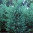 Juniperus virginiana 'Burkii': Bild 2/2