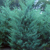 Juniperus virginiana 'Burkii' - Virginischer Baumwacholder