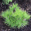 Pinus densiflora 'Alice Verkade': Bild 2/2