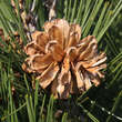 Pinus heldreichii 'Hesse': Bild 2/2