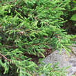 Juniperus communis 'Repanda': Bild 2/4