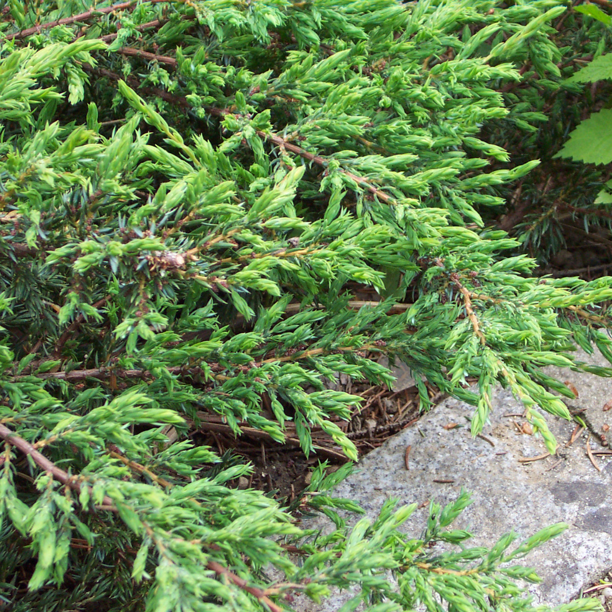 Kriechwacholder Juniperus Communis Repanda Gr n kriechwacholder-juniperus-communis-repanda-gr-n
