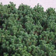 Pinus mugo mughus: Bild 4/5