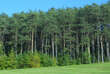 Pinus sylvestris: Bild 4/6