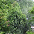 Juniperus communis: Bild 4/4