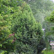 Juniperus communis männlich: Bild 4/4