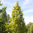 Metasequoia glyptostroboides 'Goldrush': Bild 2/5