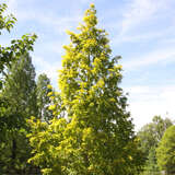 Metasequoia glyptostroboides 'Goldrush' - Gelber Urweltmammutbaum