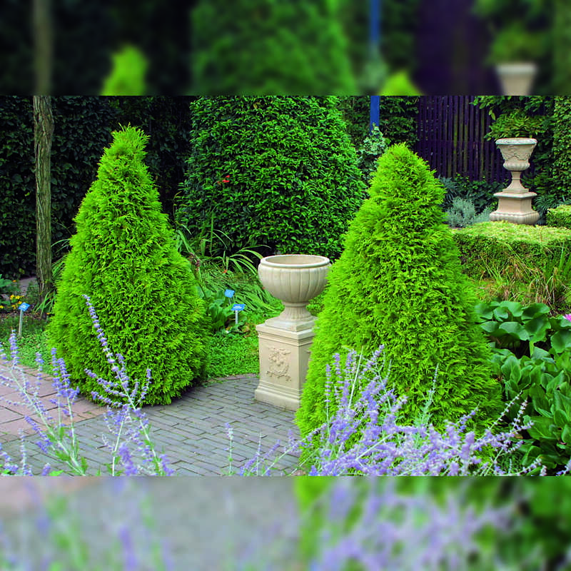 Goldthuje - Thuja occidentalis 'Sunkist' - gelb