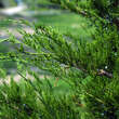 Juniperus virginiana 'Canaertii': Bild 2/5