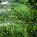 Juniperus virginiana 'Canaertii' - Virginischer Baumwacholder