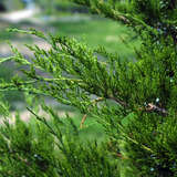 Juniperus virginiana 'Canaertii' - Virginischer Baumwacholder