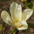 Magnolia 'Elizabeth': Bild 1/7