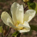 Magnolia 'Elizabeth' - Gelbe Magnolie