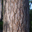 Pinus nigra austriaca: Bild 3/10