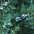 Juniperus virginiana 'Pyramidalis Glauca': Bild 2/2