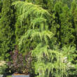 Cedrus deodara 'Golden Horizon': Bild 3/4