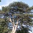Pinus nigra austriaca: Bild 8/10