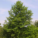 Platanus orientalis 'Minaret' - Orientalische Säulenplatane