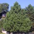 Pinus nigra austriaca: Bild 7/10