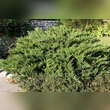 Juniperus sabina 'Tamariscifolia': Bild 4/5