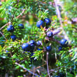 Juniperus communis männlich: Bild 2/4