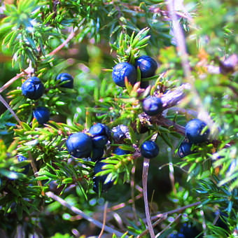 Heimischer Heidewacholder - Juniperus communis - grn
