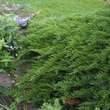 Juniperus sabina 'Tamariscifolia': Bild 3/5