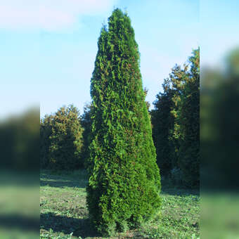 Smaragd-Sulenthuje - Thuja occidentalis 'Smaragd' - grn