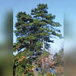 Pinus nigra austriaca: Bild 10/10