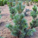 Pinus wallichiana 'Densa' - Säulen-Seidenföhre