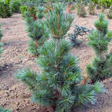 Säulen-Seidenföhre - Pinus wallichiana 'Densa'