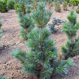 Pinus wallichiana 'Densa' - Säulen-Seidenföhre