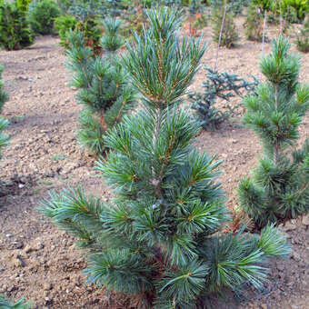 Pinus wallichiana 'Densa'