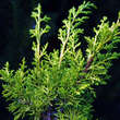 Juniperus chinensis 'Plumosa Aurea': Bild 2/3