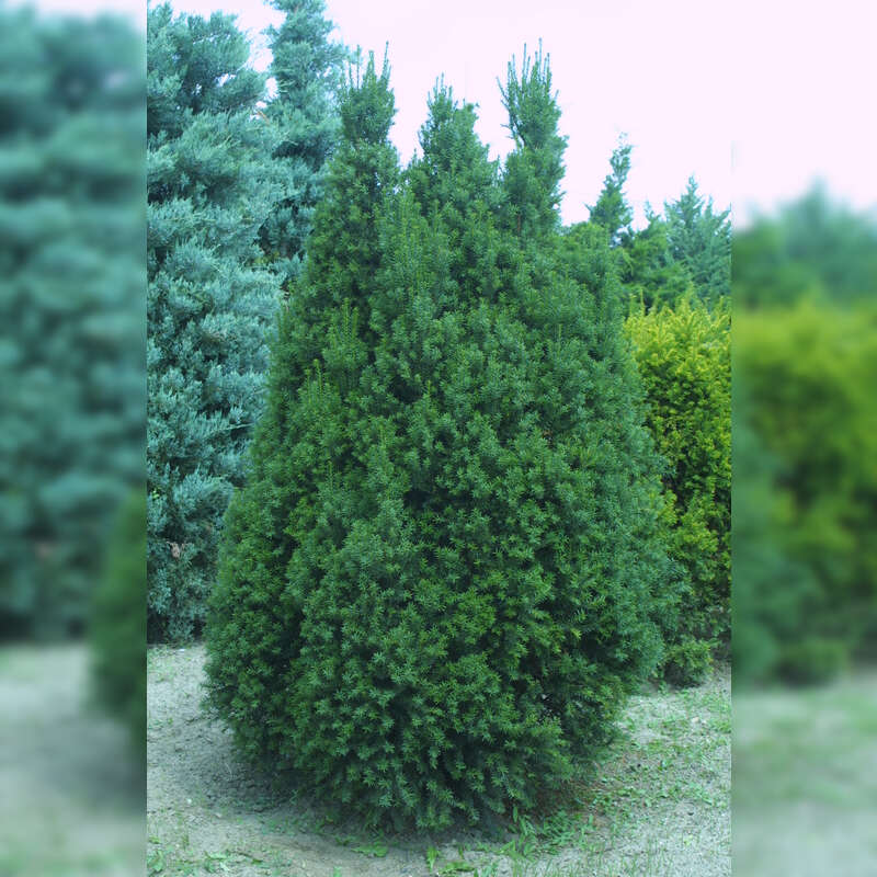 Pyramideneibe - Taxus baccata 'Overeynderi' - grn