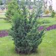 Juniperus chinensis 'Blaauw': Bild 2/3