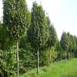 Carpinus betulus 'Nord': Bild 1/1