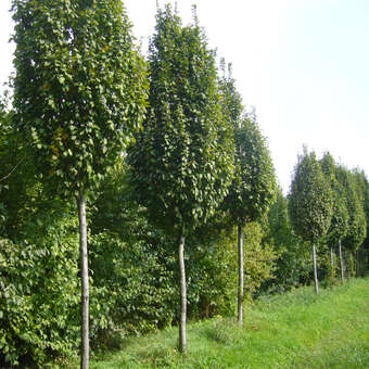 Carpinus betulus 'Nord'