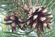 Pinus sylvestris: Bild 3/6