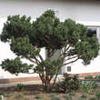 Pinus sylvestris 'Watereri': Bild 2/4