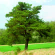 Pinus sylvestris: Bild 5/5