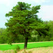 Pinus sylvestris: Bild 6/6
