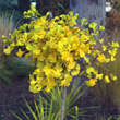 Ginkgo biloba 'Mariken': Bild 4/6
