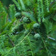 Metasequoia glyptostroboides: Bild 2/6