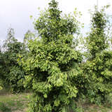 Ginkgo biloba 'Saratoga' - Geschlitzter Ginkgo (Laciniata-Form)