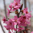 Prunus 'Collingwood Ingram': Bild 2/10