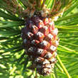 Pinus mugo 'Gnom': Bild 2/2