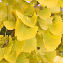 Ginkgo biloba 'Autumn Gold' - Ginkgo, Fächerblattbaum